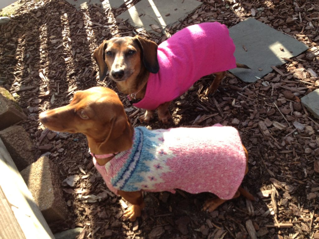 dachshund sweaters